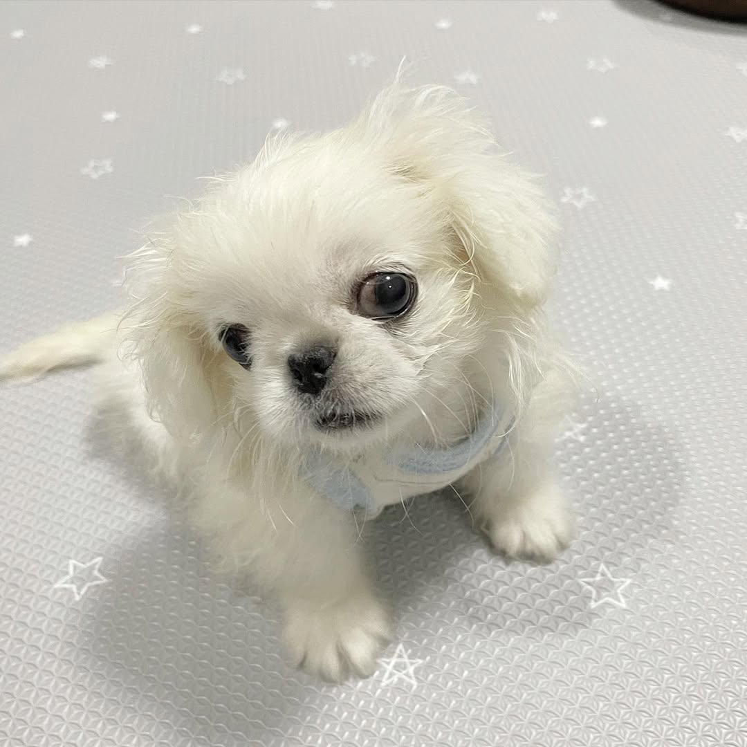 Pekinese